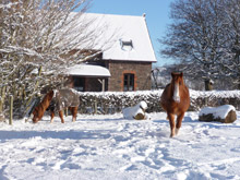 Local horses in the snow