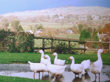 Local geese enjoying a puddle